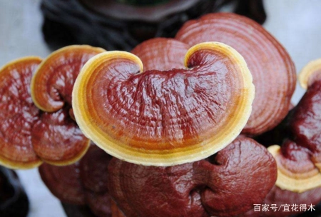 蘑菇小常识（中）10种味道鲜美的蘑菇，哪一种是菌中之王？插图94